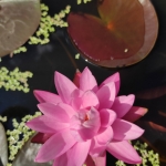 Rozine-vandens-lelija-Water-Lily-Nymphaea-„Nigel-09