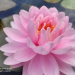 Rozine-vandens-lelija-Water-Lily-Nymphaea-„Lily-Pons-06