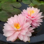 Rozine-vandens-lelija-Water-Lily-Nymphaea-„Lily-Pons-10