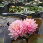 Rozine-vandens-lelija-Water-Lily-Nymphaea-„Lily-Pons-13