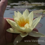 Geltona vandens lelija (Yellow Water lily) Nymphaea 'Moorei' 18