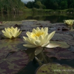 Geltona vandens lelija (Water lily) \'Nymphaea Yellow\' 01