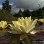 Geltona vandens lelija (Water lily) \'Nymphaea Yellow\' 06