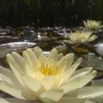 Geltona vandens lelija (Water lily) 'Nymphaea Yellow' 13