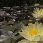Geltona vandens lelija (Water lily) 'Nymphaea Yellow' 14