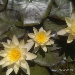 Geltona vandens lelija (Water lily) 'Nymphaea Yellow' 16