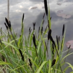 Pakrantine-viksva-Carex-riparia-02