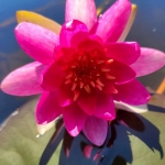 Maza-raudona-vandens-lelija-Water-Lily-Nymphaea-„Xiafei-02
