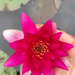 Maza-raudona-vandens-lelija-Water-Lily-Nymphaea-„Xiafei-04
