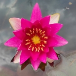 Maza-raudona-vandens-lelija-Water-Lily-Nymphaea-„Xiafei-05