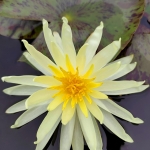 Gelsva-vandens-lelija-Nymphaea-Water-Lily-„Yellow-Queen-10