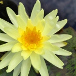 Gelsva-vandens-lelija-Nymphaea-Water-Lily-„Yellow-Queen-11