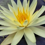 Gelsva-vandens-lelija-Nymphaea-Water-Lily-„Yellow-Queen-15